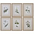 Uttermost Green Floral Botanical Study Pine Wood Prints - Multi-Color (Set of 6)