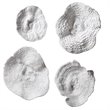 Uttermost Sea Coral 4-Piece Polyresin Wall Sculpture Set in Antique White