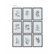 Uttermost Farmhouse Florals Iron Glass Cotton Prints in Black/White (Set of 9)