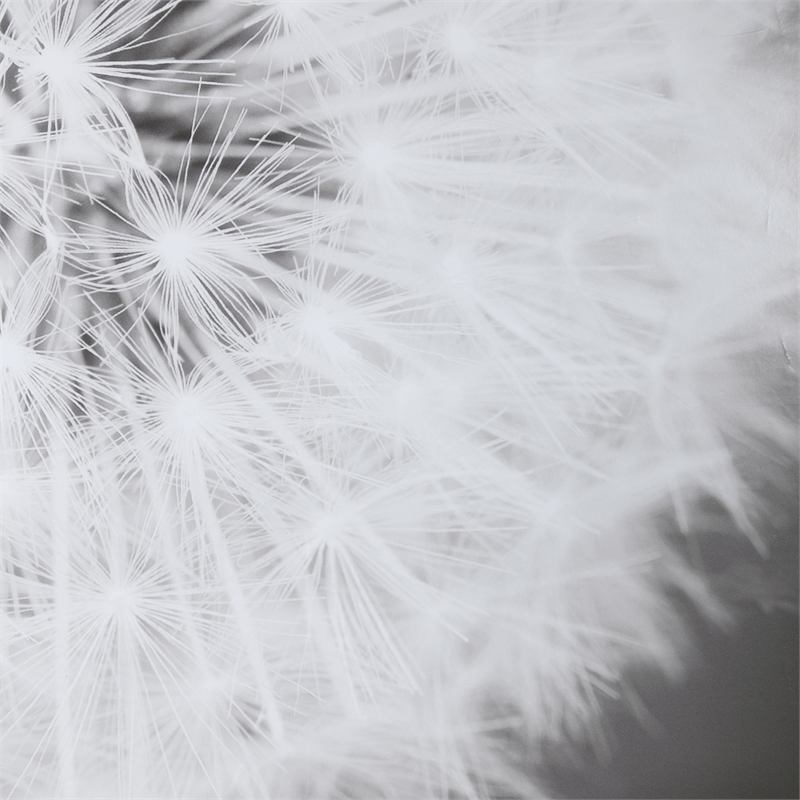 uttermost dandelion seedhead wood and glass framed print in black/white