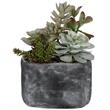 Uttermost Alverio Contemporary Plastic Iron Cement Succulents in Black/Green