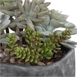 Uttermost Alverio Contemporary Plastic Iron Cement Succulents in Black/Green