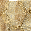 Uttermost Ripley Contemporary Iron Metal Wall Art in Gold Finish