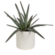 Uttermost Taos Coastal Ceramic Aloe Centerpiece in Ivory/Green