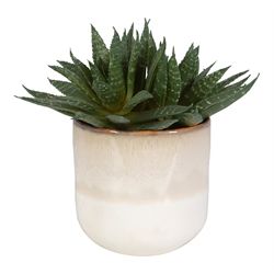 Faux Florals / Plants