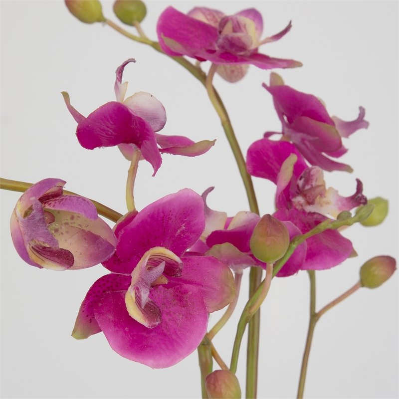 Uttermost Glory Orchid Contemporary Glass/Plastic Plant in Clear/Pink