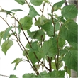 Uttermost Boreal Potted Birch Tree in Black