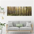 Yosemite 'Sunlit Colorado Trees' Glass Photographic Print in Multi-Color