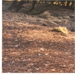 Yosemite Home Decor 