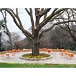 Compamia Dolce Resin Outdoor Arm Chair in Orange
