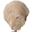 Bowery Hill Modern 2 Piece Shell Sculpture Set in Aged Ivory