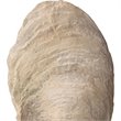 Bowery Hill Modern 2 Piece Shell Sculpture Set in Aged Ivory