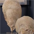 Bowery Hill Modern 2 Piece Shell Sculpture Set in Aged Ivory