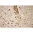 Bowery Hill Contemporary Round Stone Top Coffee Table in Alabaster Travertine