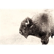 Pemberly Row 84x54 Buffalo Fine Art Giant Canvas Print in Pink