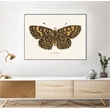 Pemberly Row Canvas 24x18 Antique Butterfly Framed in Multi-Color