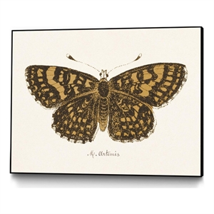 Pemberly Row Canvas 24x18 Antique Butterfly Framed in Multi-Color