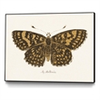 Pemberly Row Canvas 24x18 Antique Butterfly Framed in Multi-Color