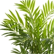 Pemberly Row King Palm Artificial Tree with Feather-Like Foliage - Green/Black