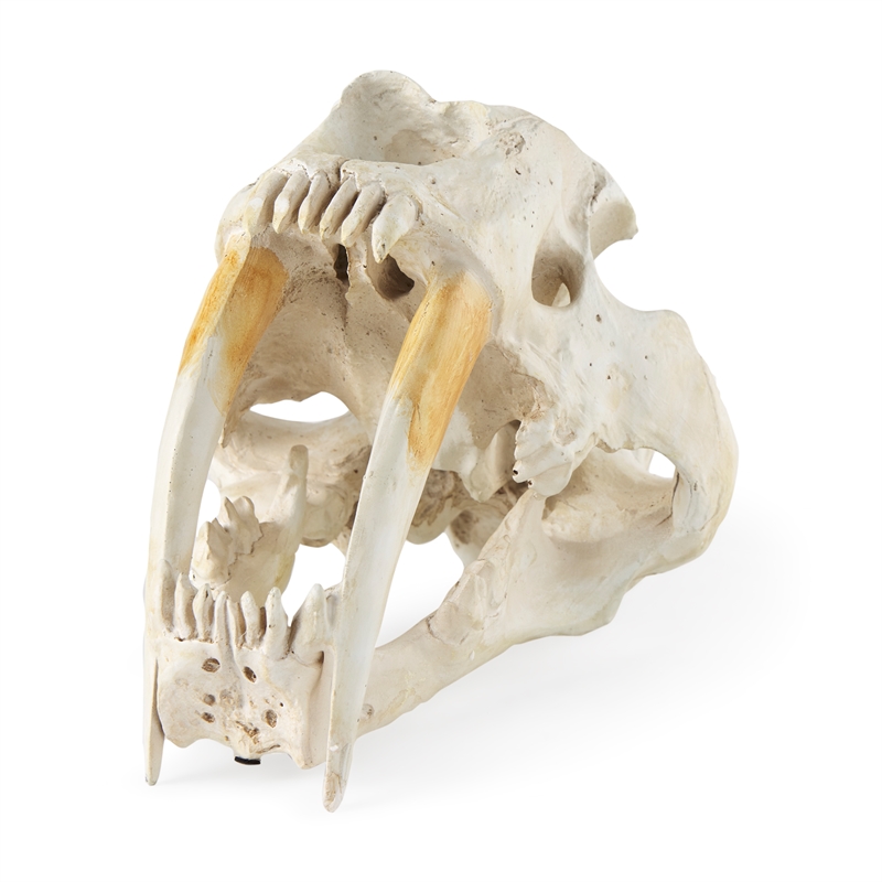 Pemberly Row White and Tan Colored Resin Sabretooth Skull Replica