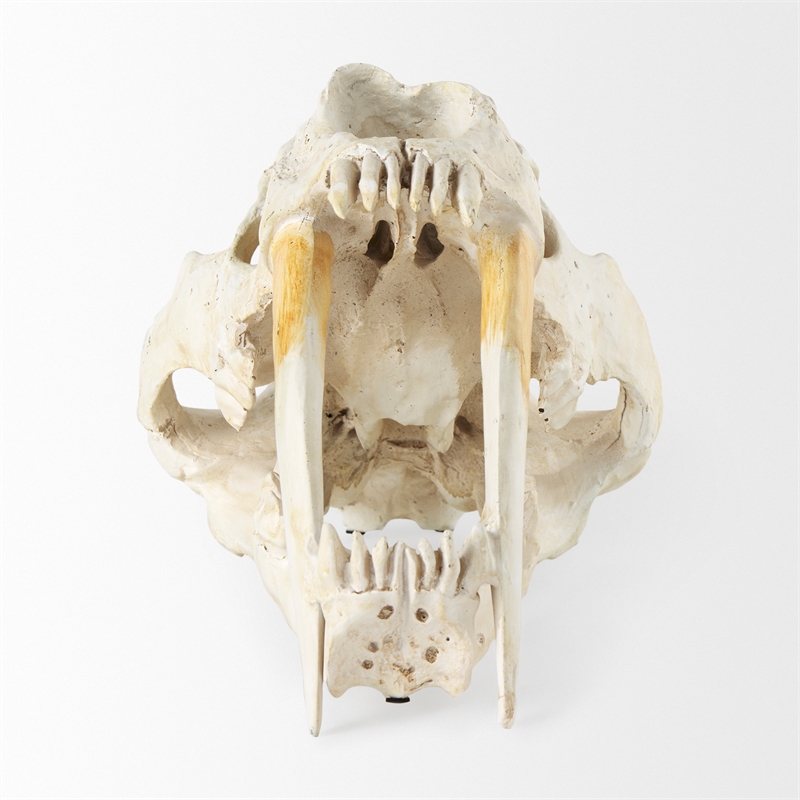 Pemberly Row White and Tan Colored Resin Sabretooth Skull Replica