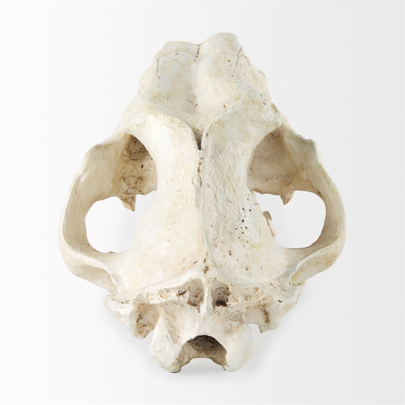 Pemberly Row White and Tan Colored Resin Sabretooth Skull Replica