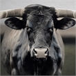 Pemberly Row Majestic Longhorn Multi-Color Canvas Wall Art - Black Wood Frame