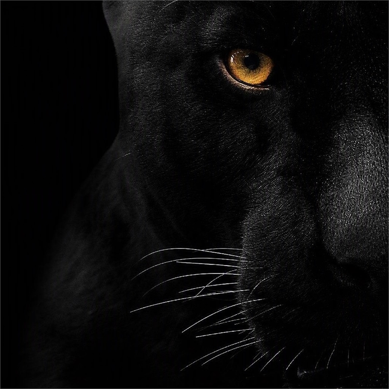 Pemberly Row Panther Face Frameless Tempered Glass Wall Art - 40