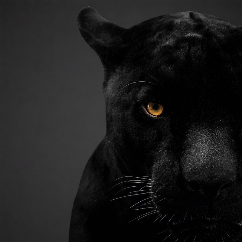 Pemberly Row Panther Face Frameless Tempered Glass Wall Art - 40
