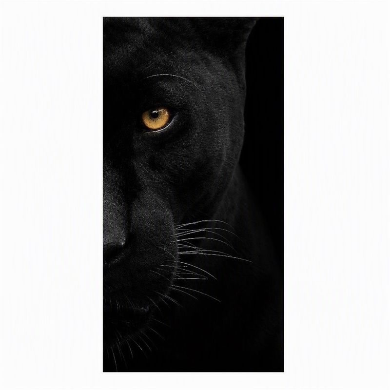 Pemberly Row Panther Face Frameless Tempered Glass Wall Art - 40