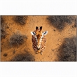 Pemberly Row Savanna Gaze Hand-Embellished Canvas Wall Art with Frame in Brown