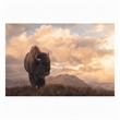 Pemberly Row Tempered Glass Frameless Wall Art - Sepia Buffalo - 40