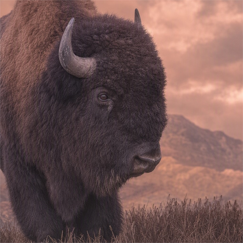 Pemberly Row Tempered Glass Frameless Wall Art - Sepia Buffalo - 40