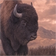 Pemberly Row Tempered Glass Frameless Wall Art - Sepia Buffalo - 40