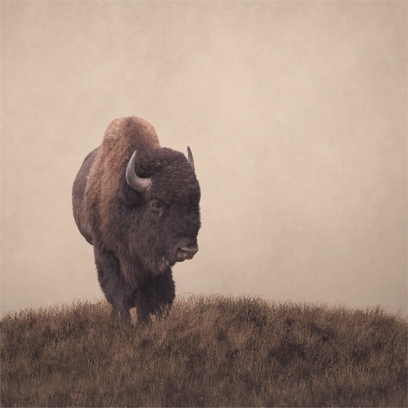 Pemberly Row Tempered Glass Frameless Wall Art - Sepia Buffalo - 40