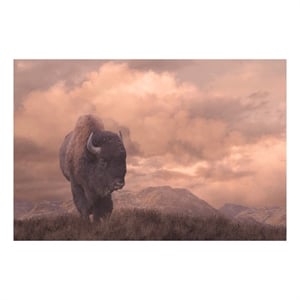Pemberly Row Tempered Glass Frameless Wall Art - Sepia Buffalo - 40&quot x 60&quot