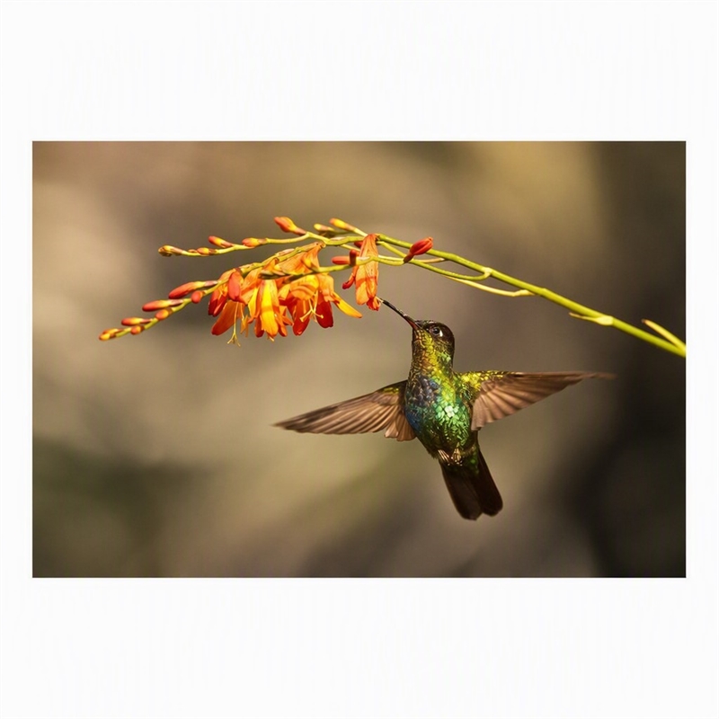 Pemberly Row Frameless Glass Wall Art Flutter Multicolor 60 x 40 in