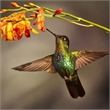 Pemberly Row Frameless Glass Wall Art Flutter Multicolor 60 x 40 in
