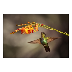 Pemberly Row Frameless Glass Wall Art Flutter Multicolor 60 x 40 in