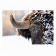 Pemberly Row Frameless Tempered Glass Wall Art Snowy Bison 60