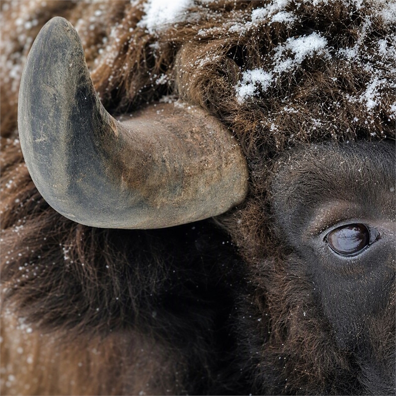 Pemberly Row Frameless Tempered Glass Wall Art Snowy Bison 60
