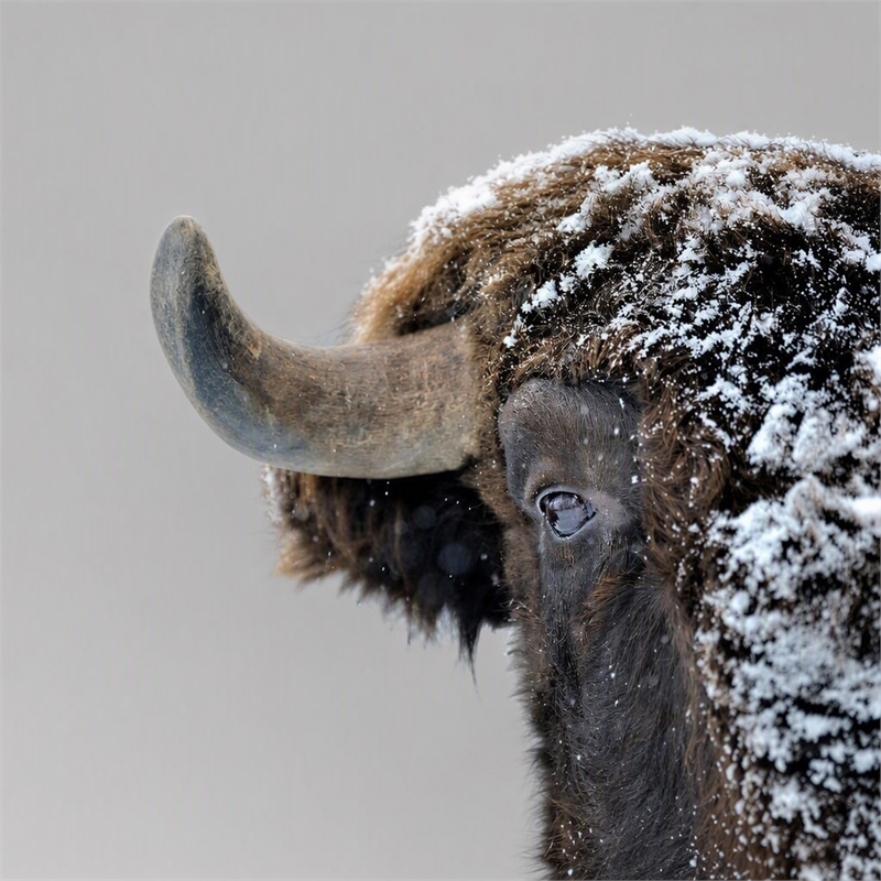 Pemberly Row Frameless Tempered Glass Wall Art Snowy Bison 60