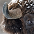 Pemberly Row Frameless Tempered Glass Wall Art Snowy Bison 60