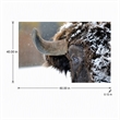 Pemberly Row Frameless Tempered Glass Wall Art Snowy Bison 60