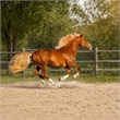 Pemberly Row Frameless Tempered Glass Wall Art Golden Gallop 60