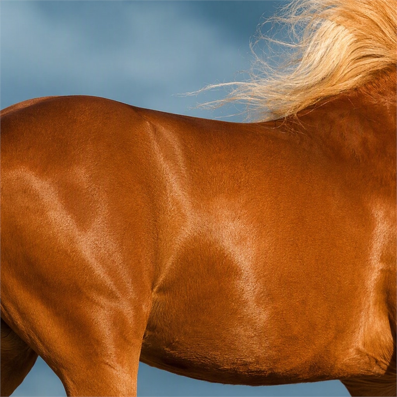 Pemberly Row Frameless Tempered Glass Wall Art Golden Gallop 60