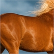Pemberly Row Frameless Tempered Glass Wall Art Golden Gallop 60