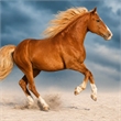 Pemberly Row Frameless Tempered Glass Wall Art Golden Gallop 60