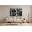 Pemberly Row Bison Duo Frameless Tempered Glass Wall Art - Multicolor