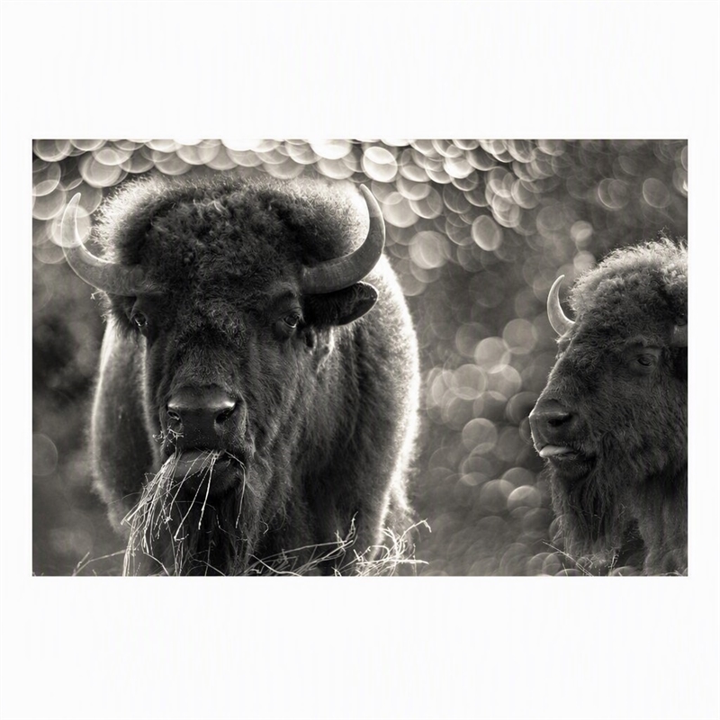 Pemberly Row Bison Duo Frameless Tempered Glass Wall Art - Multicolor
